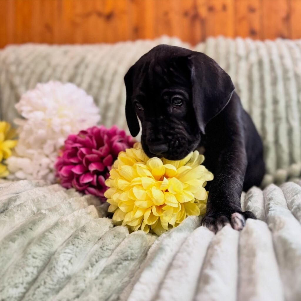 Hov the Great Dane Great Dane puppy