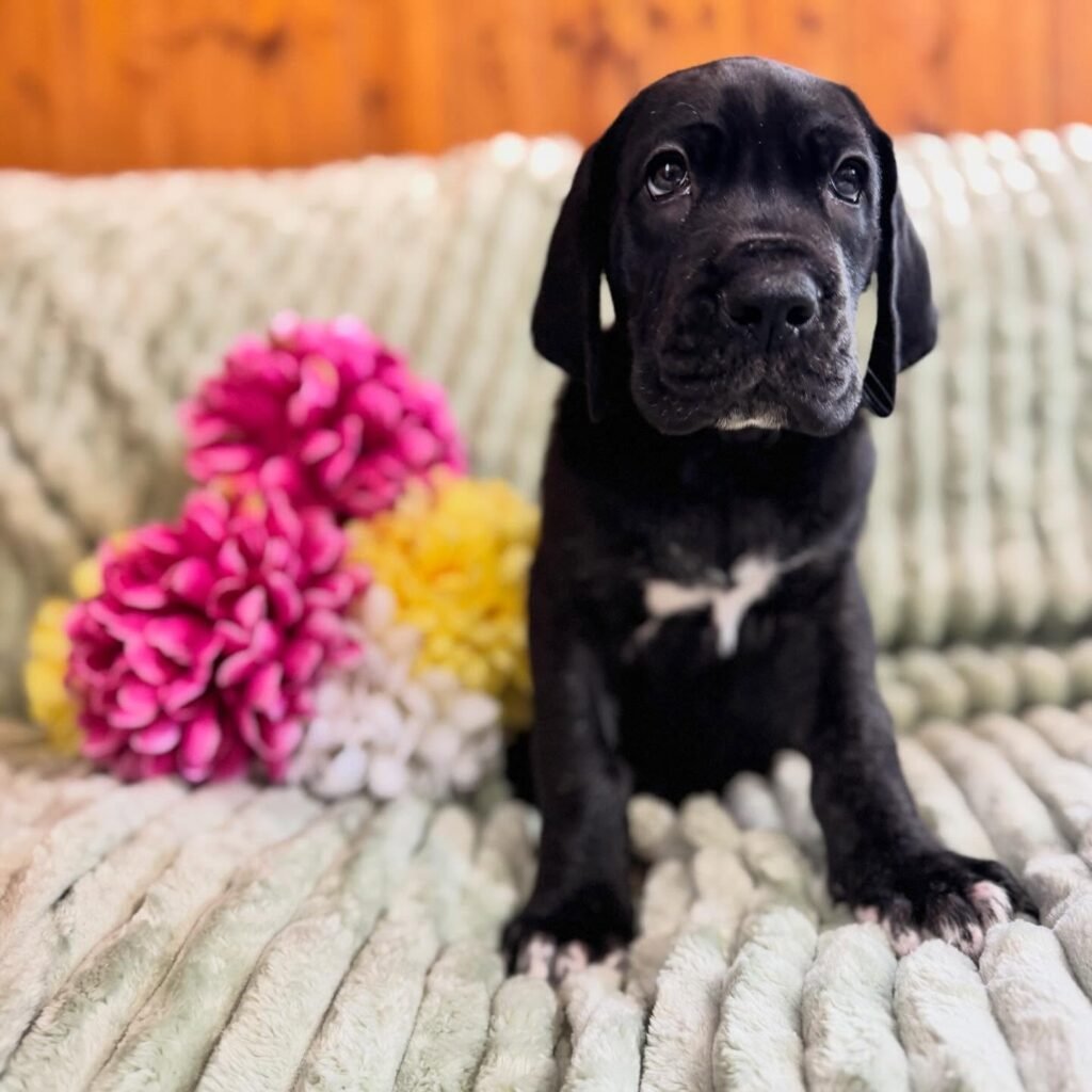Hov the Great Dane Great Dane puppy