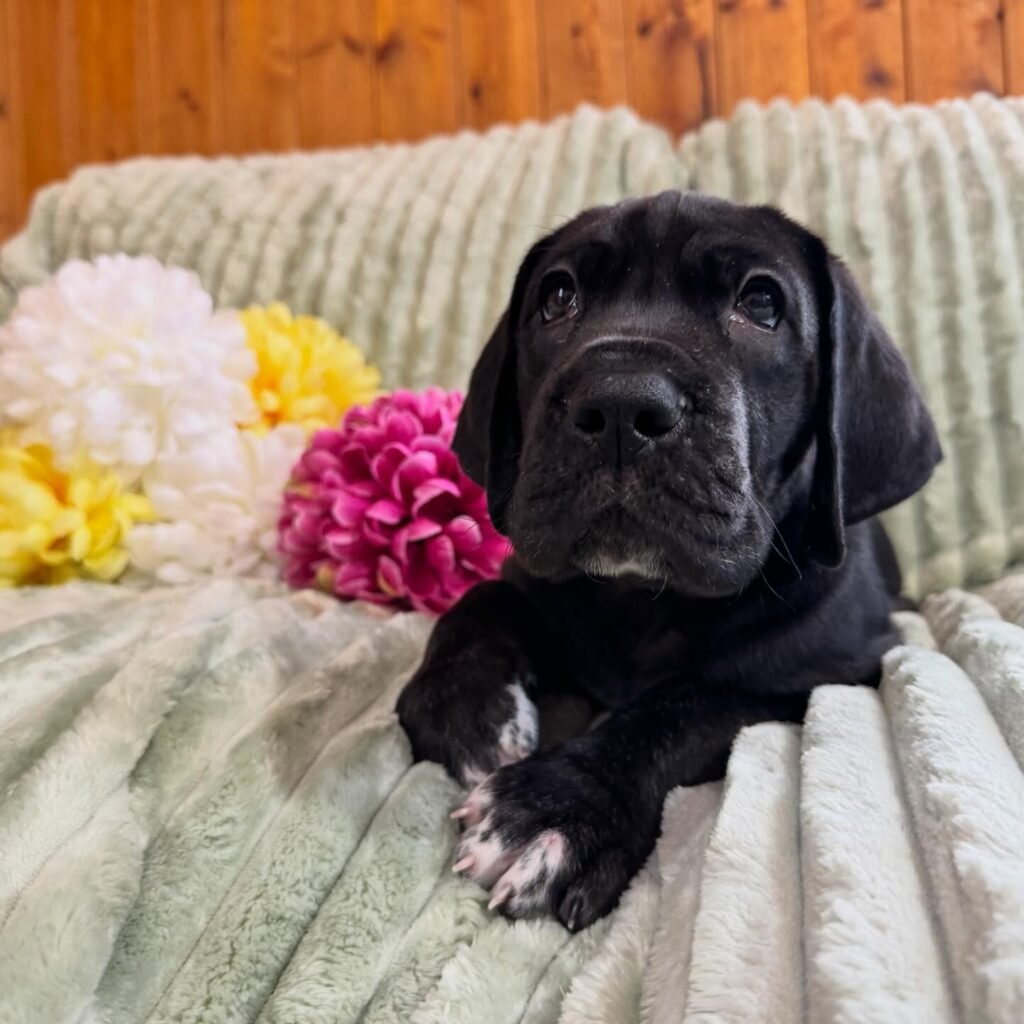 Hov the Great Dane Great Dane puppy