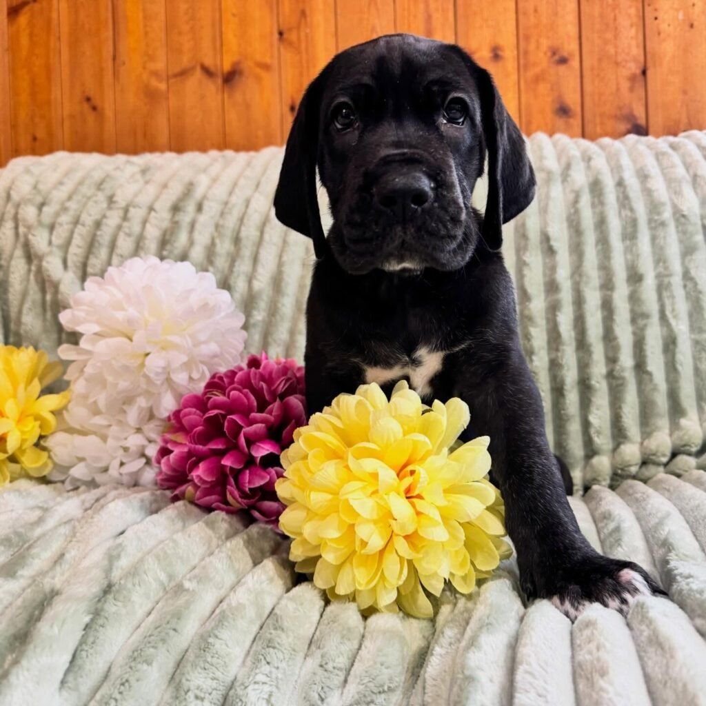 Hov the Great Dane Great Dane puppy