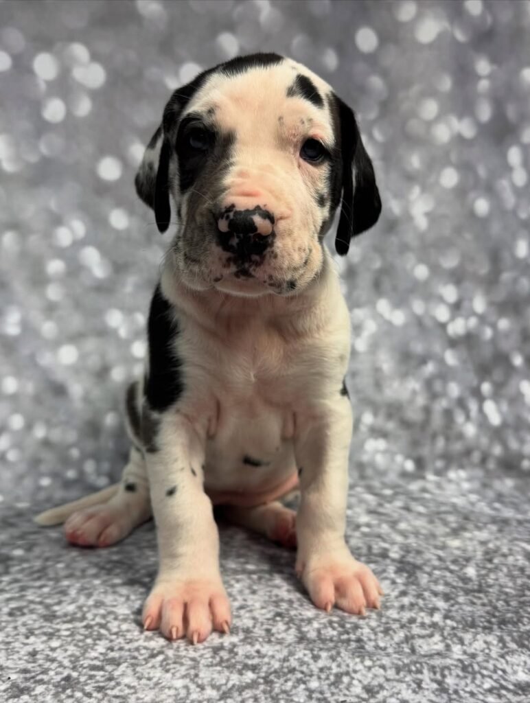 Liam the Great Dane Great Dane puppy
