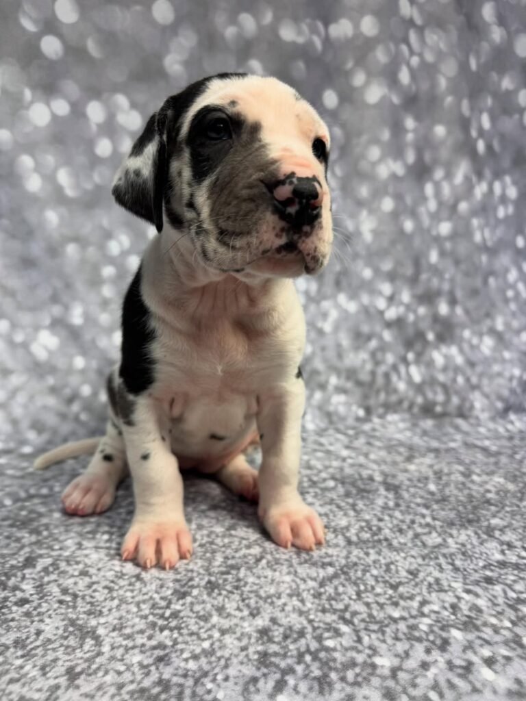 Liam the Great Dane Great Dane puppy