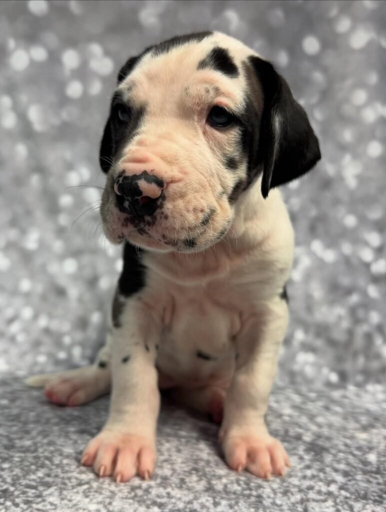 Liam the Great Dane Great Dane puppy