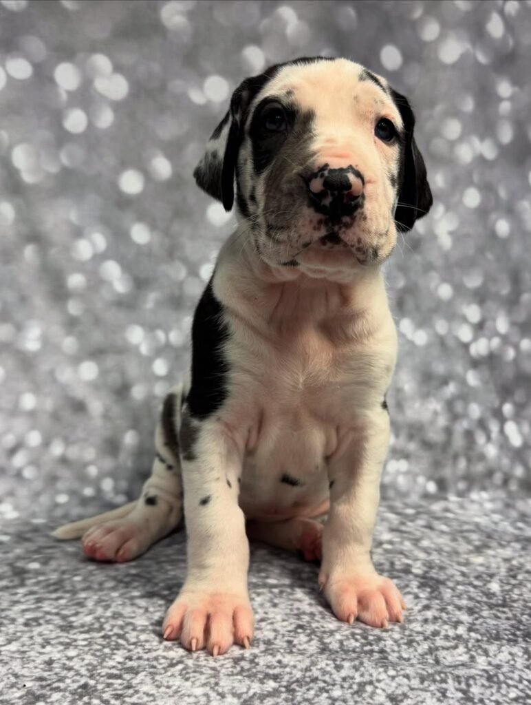 Liam the Great Dane Great Dane puppy