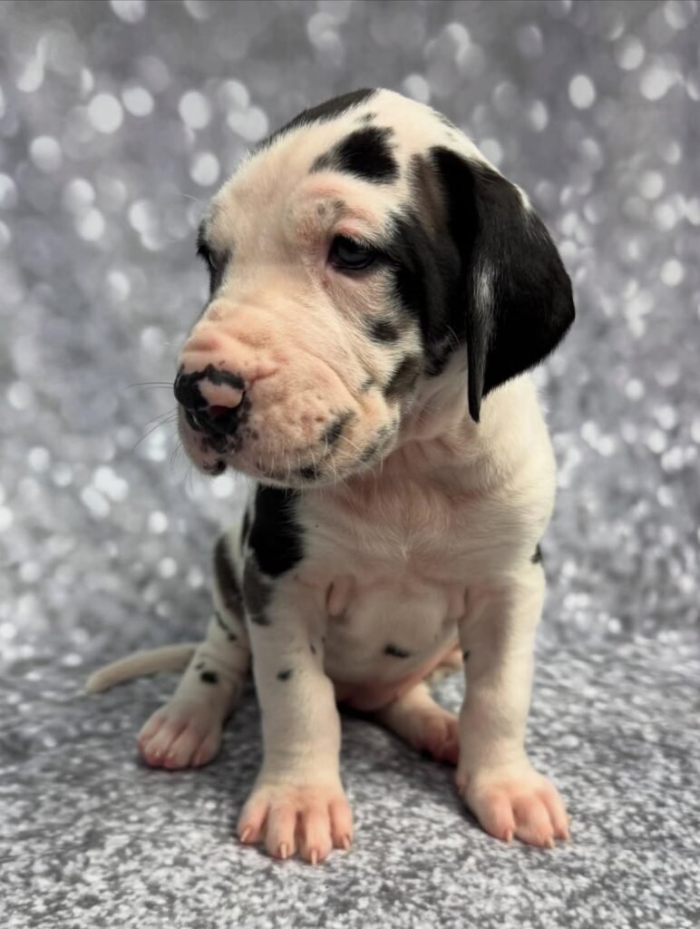 Liam the Great Dane Great Dane puppy