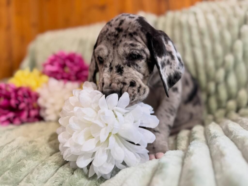Lily the Great Dane Great Dane puppy