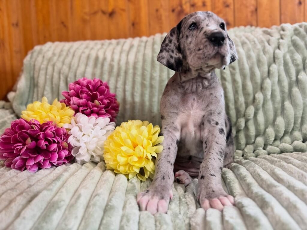 Lily the Great Dane Great Dane puppy