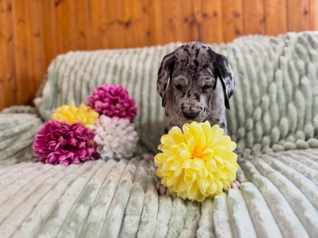 Lily the Great Dane Great Dane puppy
