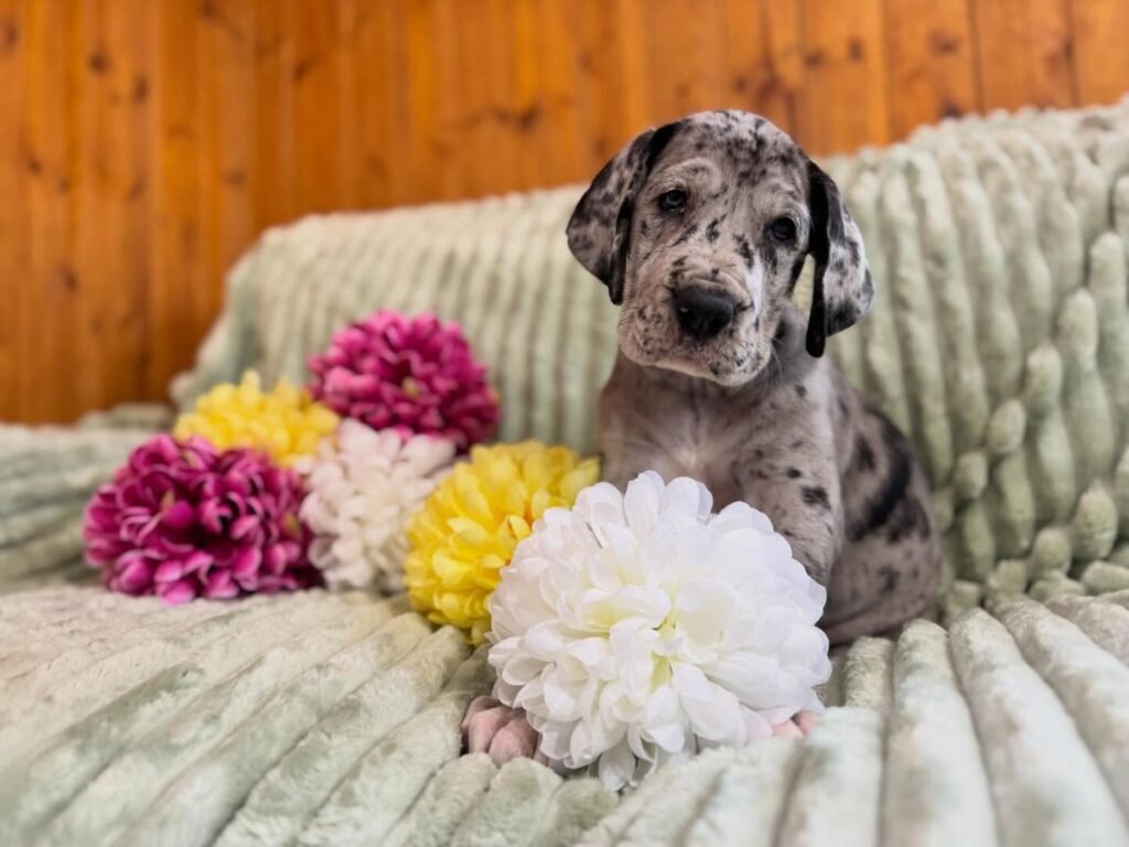 Lily the Great Dane Great Dane puppy