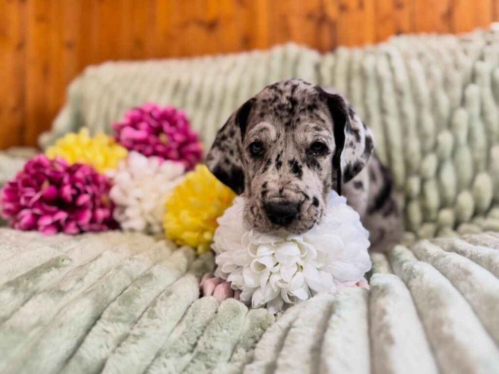 Lily the Great Dane Great Dane puppy