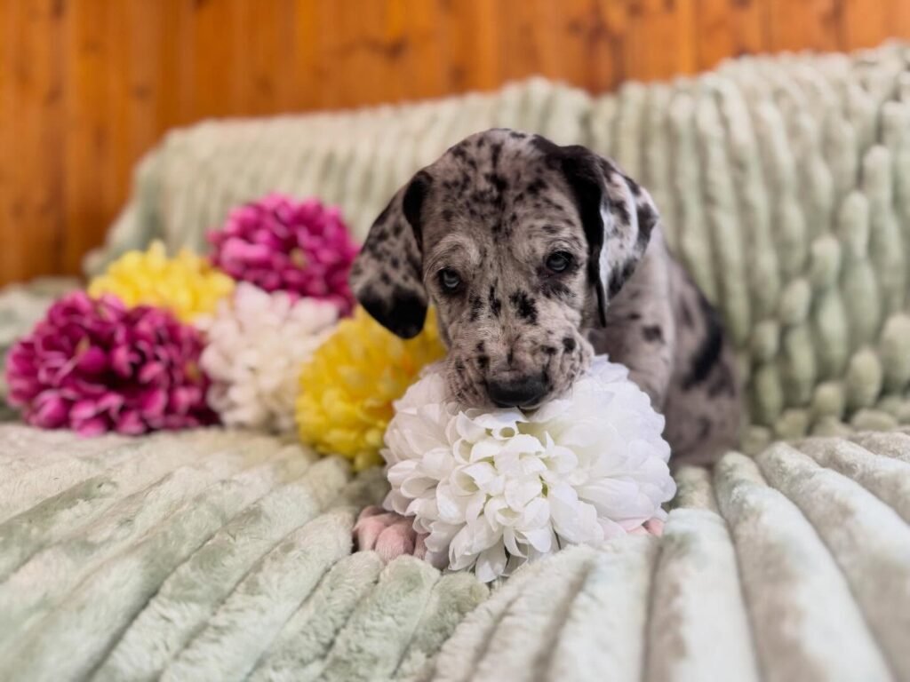 Lily the Great Dane Great Dane puppy