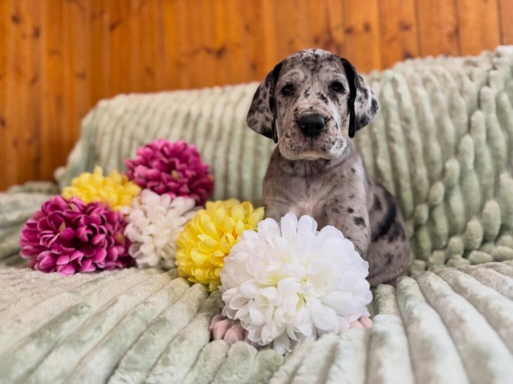 Lily the Great Dane Great Dane puppy