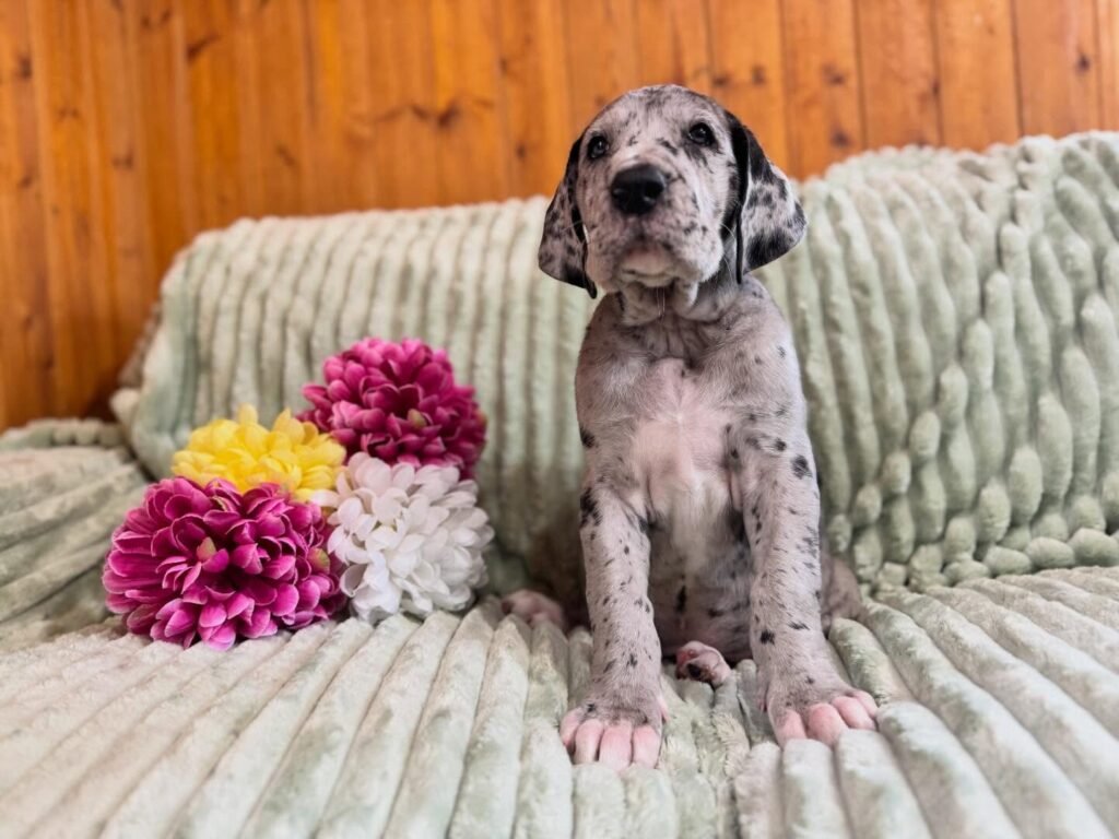 Lily the Great Dane Great Dane puppy
