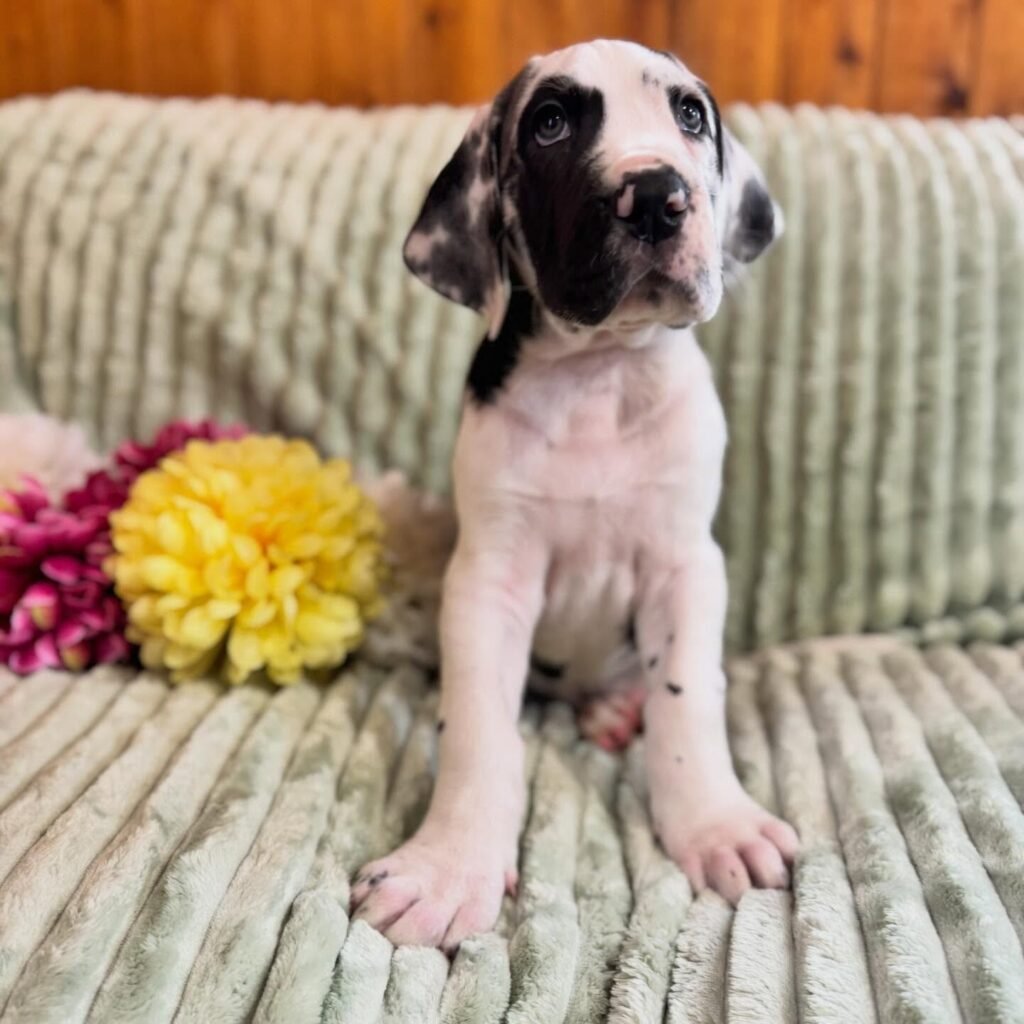 Linguine the Great Dane Great Dane puppy