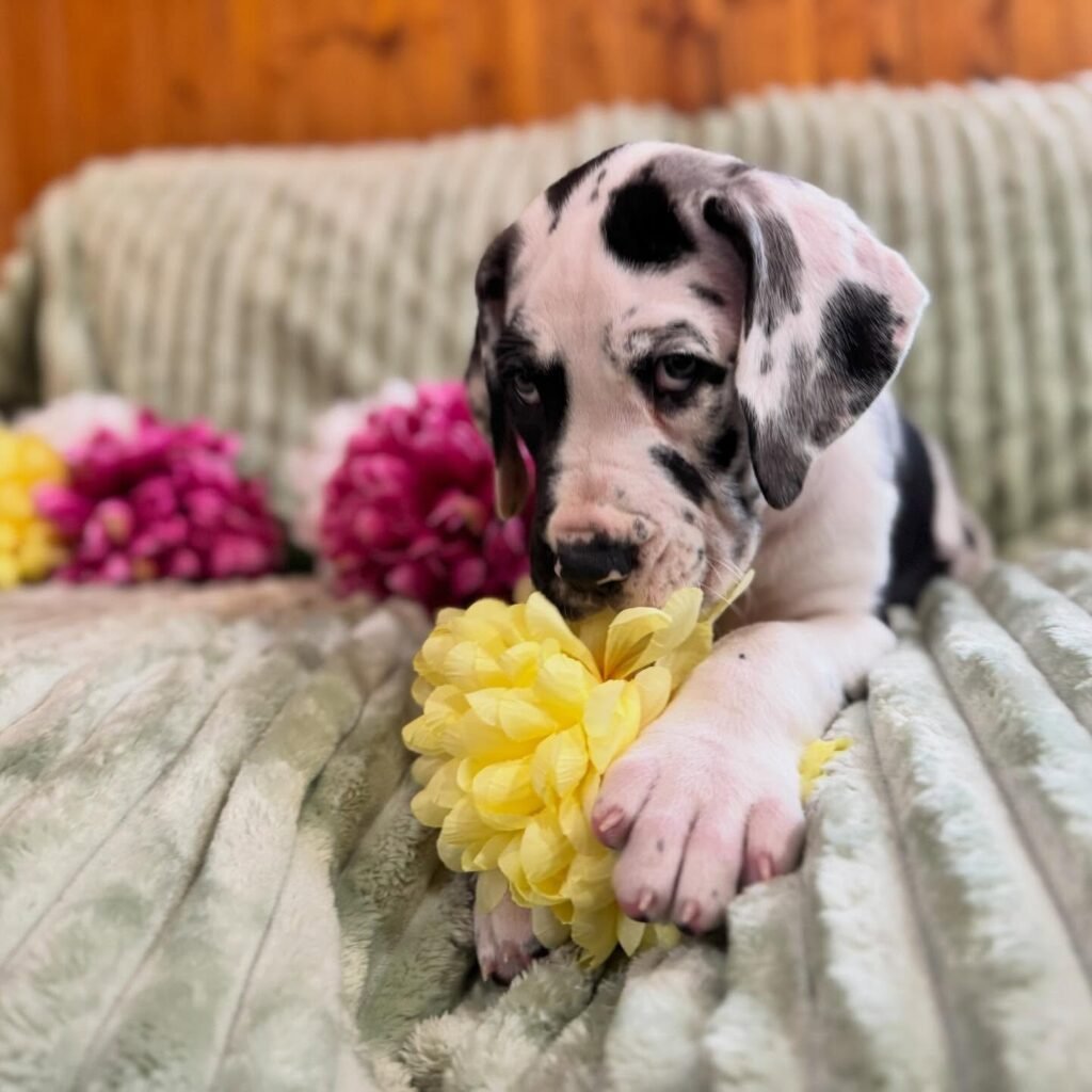 Linguine the Great Dane Great Dane puppy