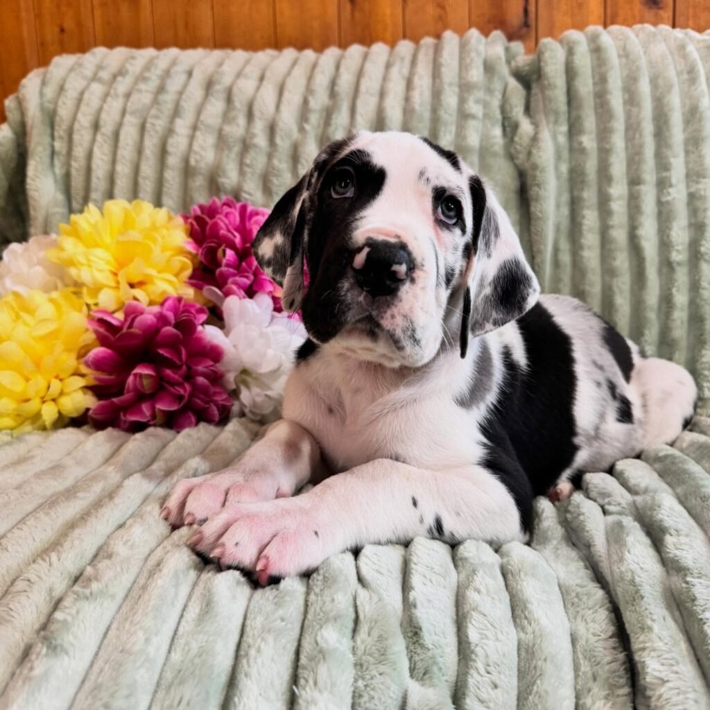 Linguine the Great Dane Great Dane puppy