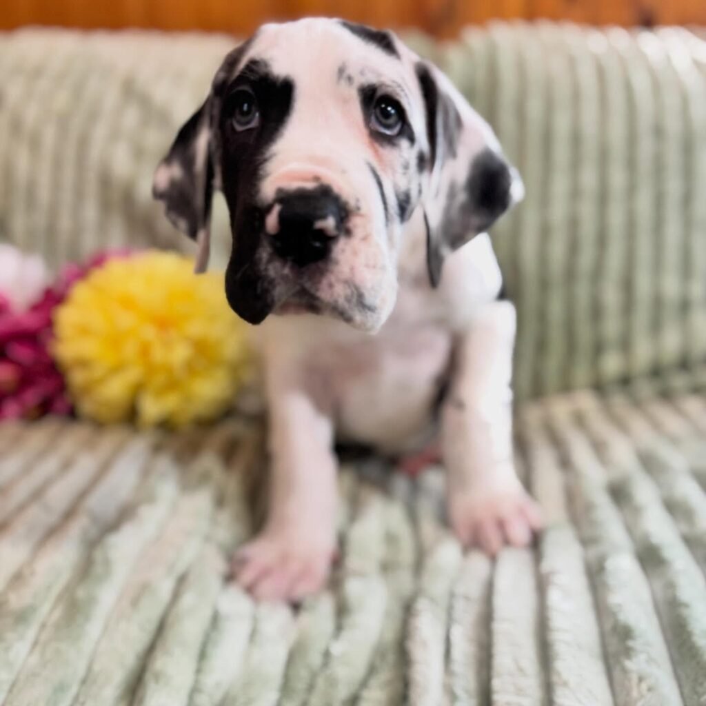 Linguine the Great Dane Great Dane puppy