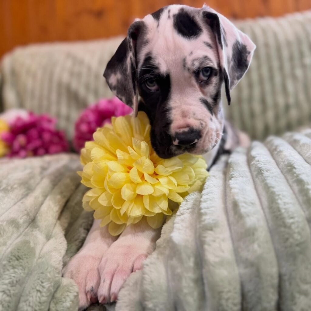 Linguine the Great Dane Great Dane puppy