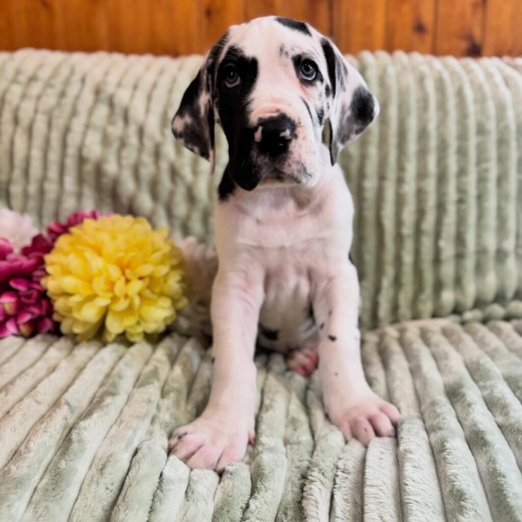 Linguine the Great Dane Great Dane puppy