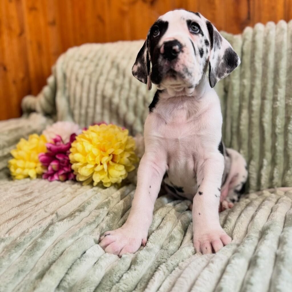 Linguine the Great Dane Great Dane puppy