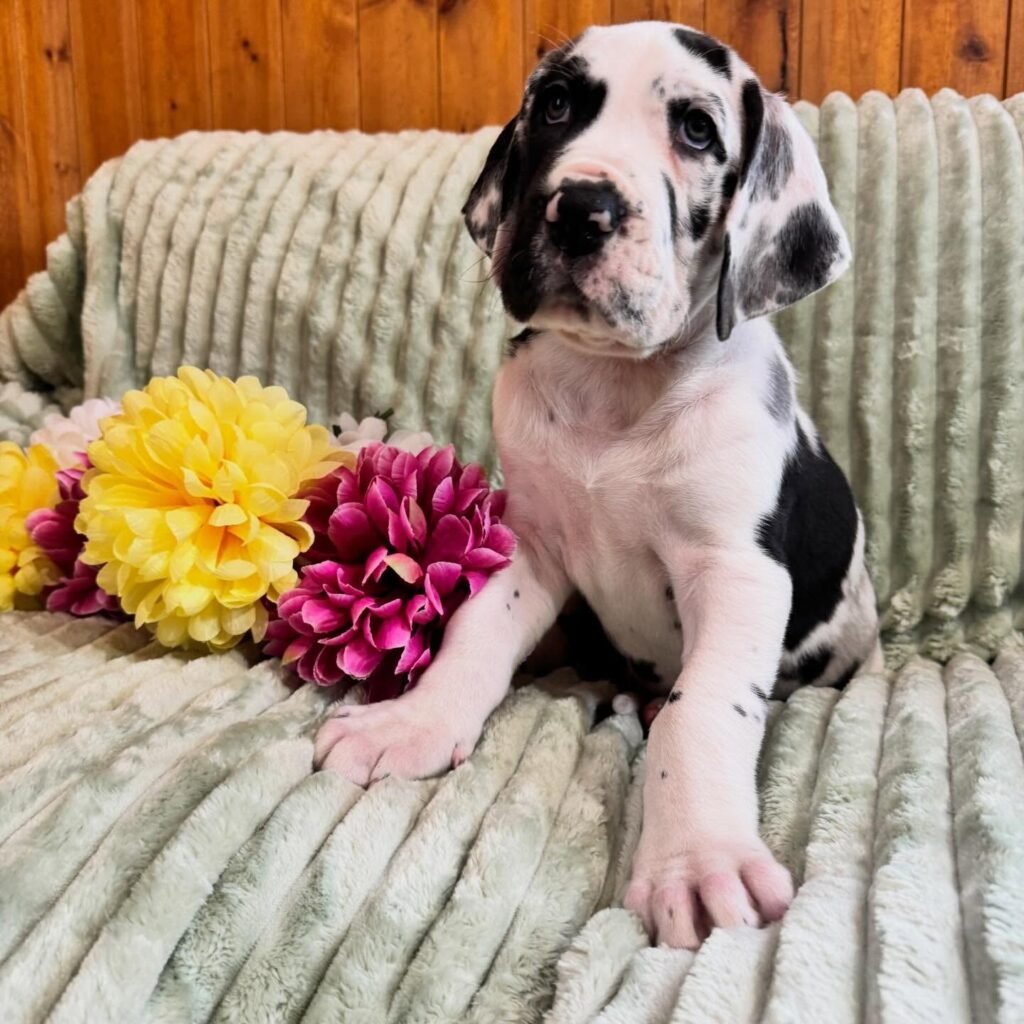 Linguine the Great Dane Great Dane puppy