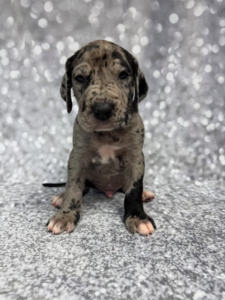 Mark the Great Dane Great Dane puppy