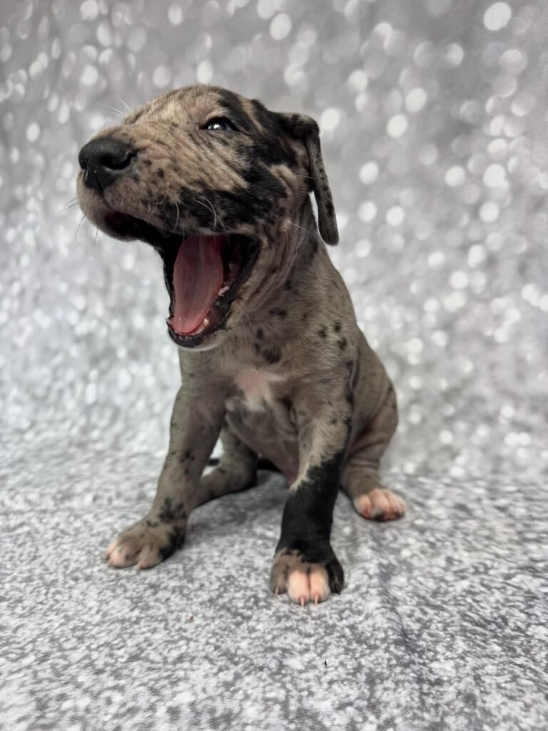 Mark the Great Dane Great Dane puppy