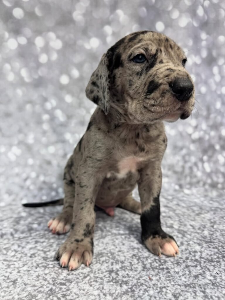 Mark the Great Dane Great Dane puppy