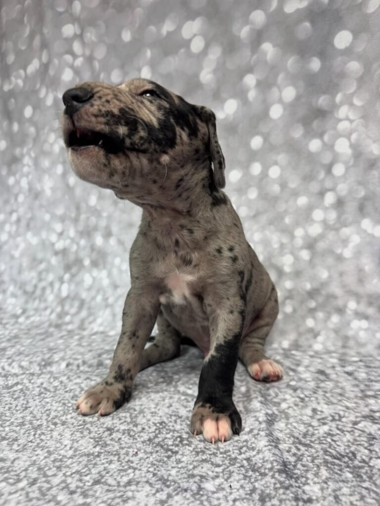 Mark the Great Dane Great Dane puppy