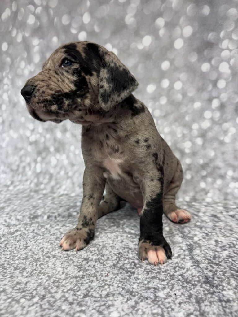 Mark the Great Dane Great Dane puppy