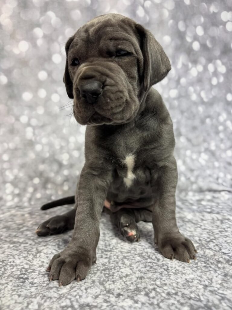 Michael the Great Dane Great Dane puppy