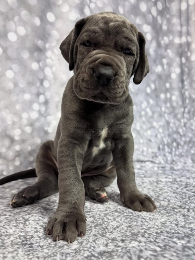 Michael the Great Dane Great Dane puppy