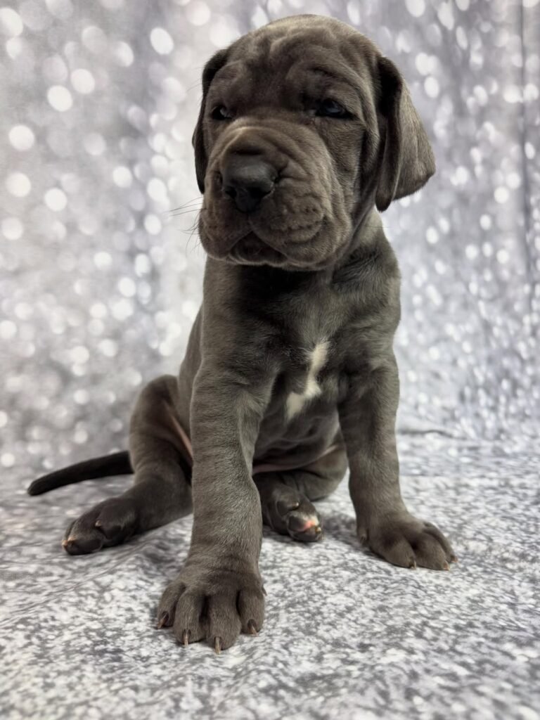 Michael the Great Dane Great Dane puppy
