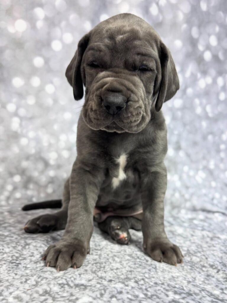 Michael the Great Dane Great Dane puppy