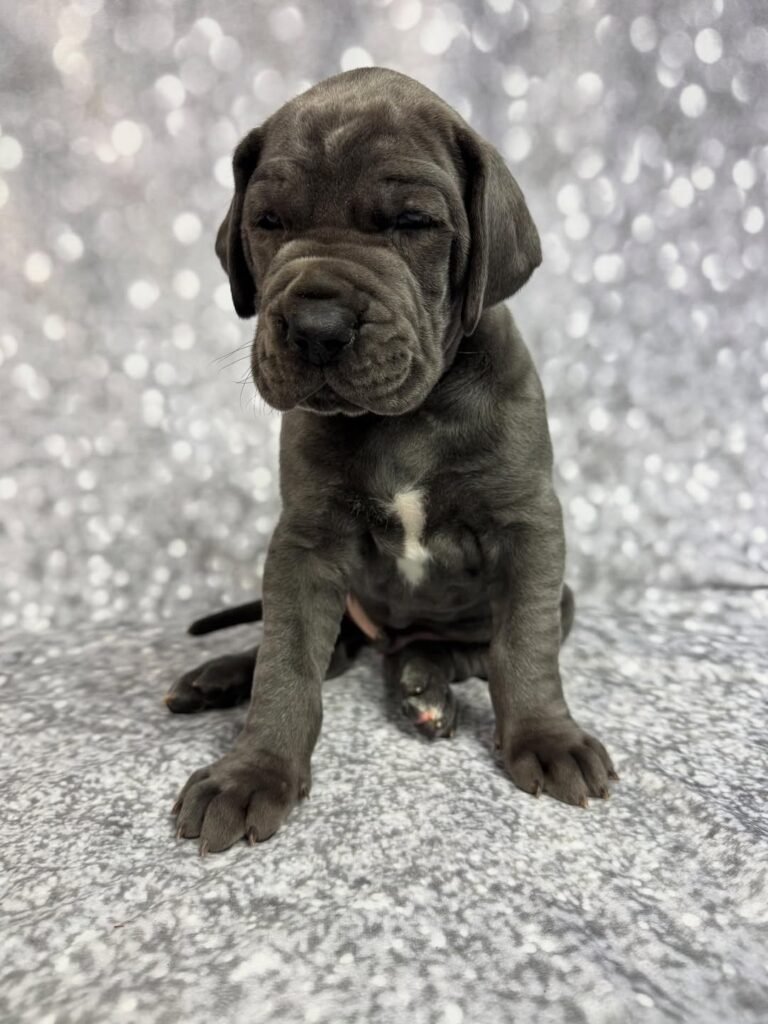 Michael the Great Dane Great Dane puppy