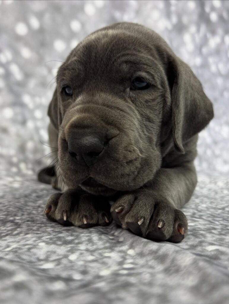 Pink the Great Dane Great Dane puppy