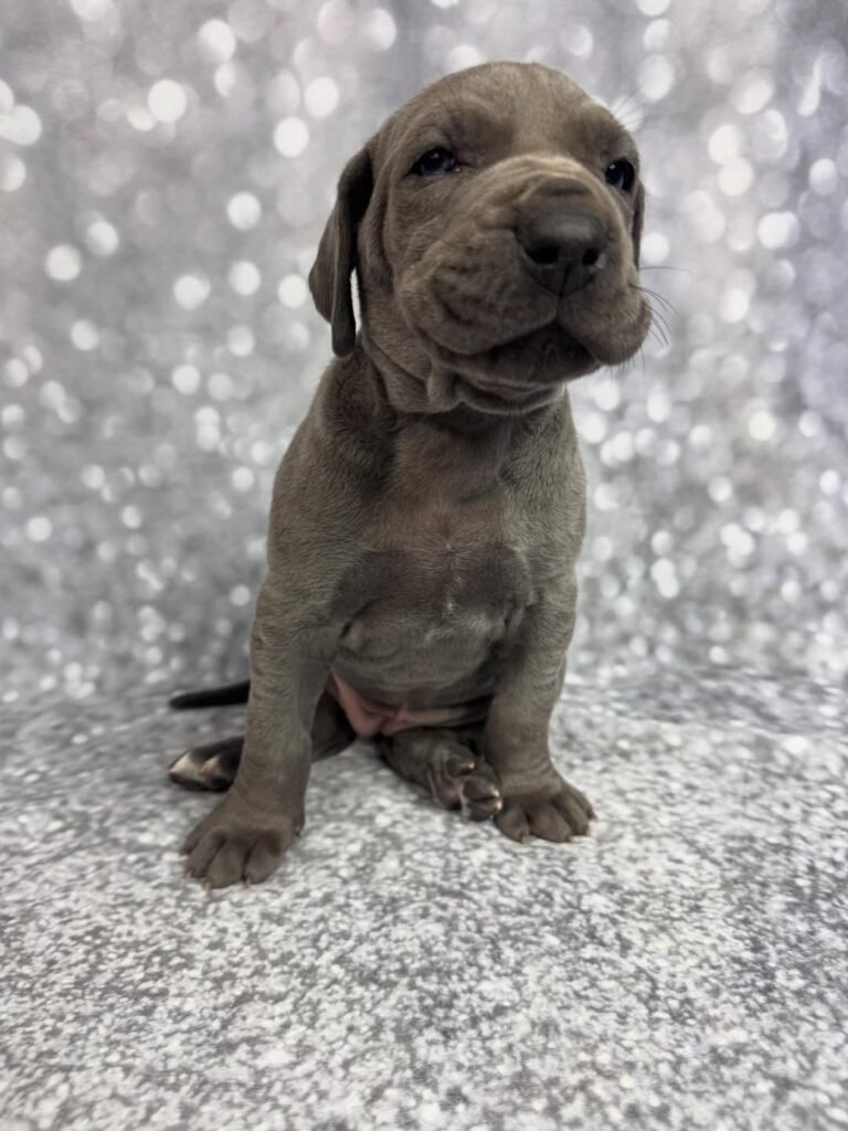 Pink the Great Dane Great Dane puppy