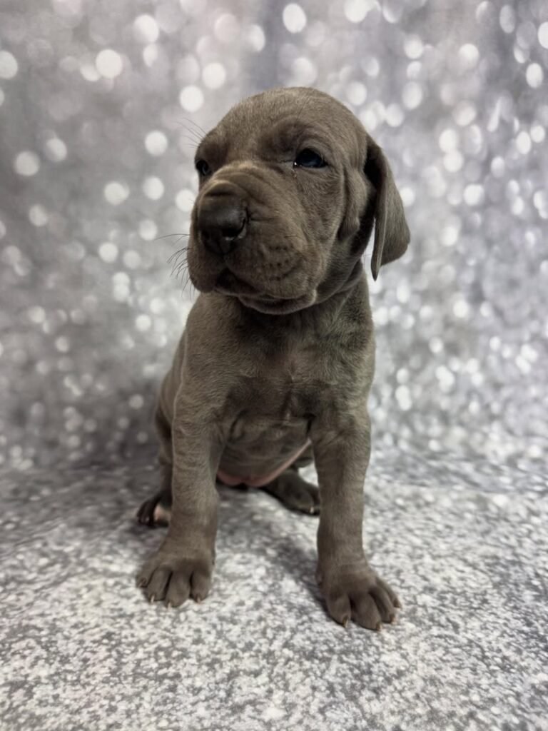 Pink the Great Dane Great Dane puppy