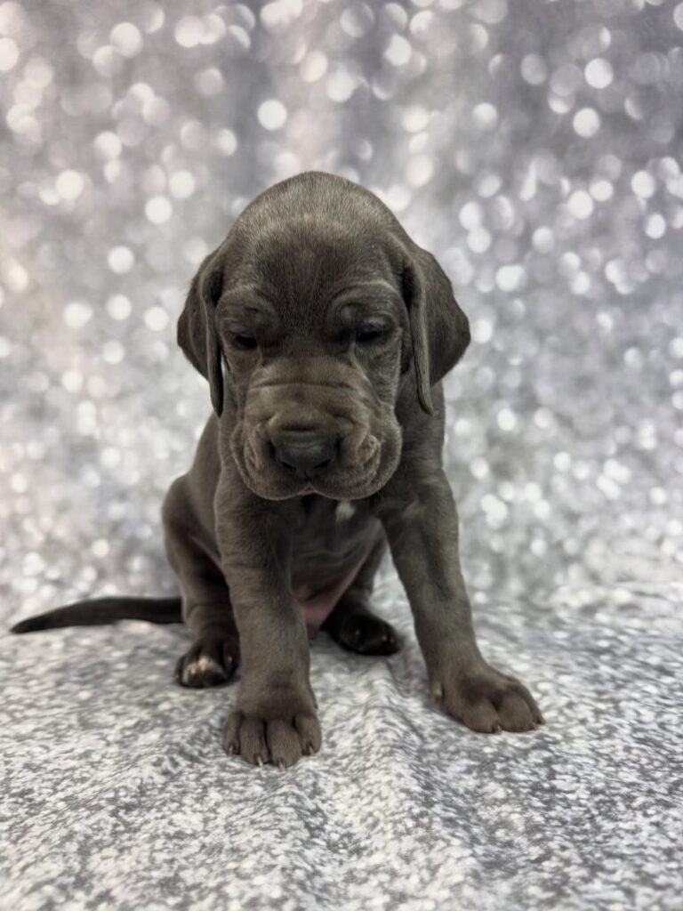 Pink the Great Dane Great Dane puppy