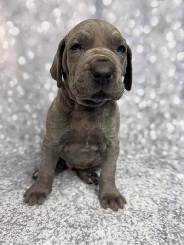 Pink the Great Dane Great Dane puppy