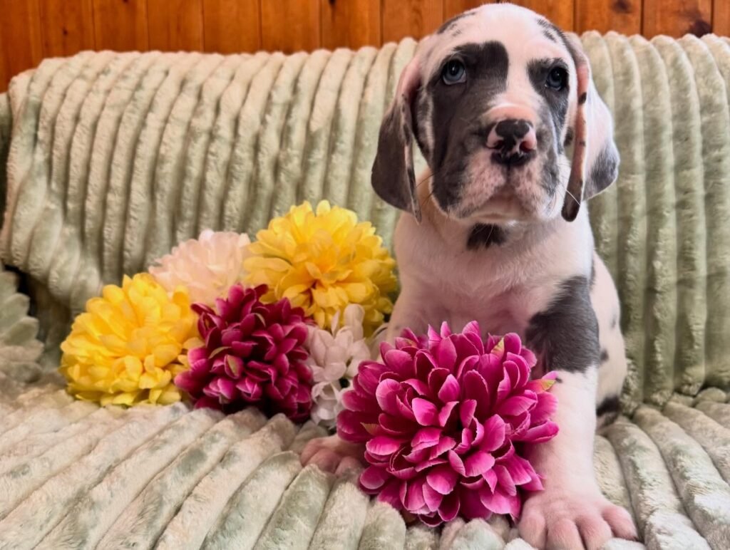 Rex the Great Dane Great Dane puppy