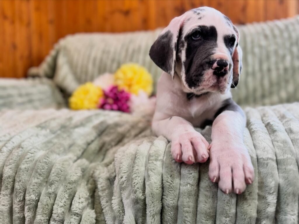 Rex the Great Dane Great Dane puppy
