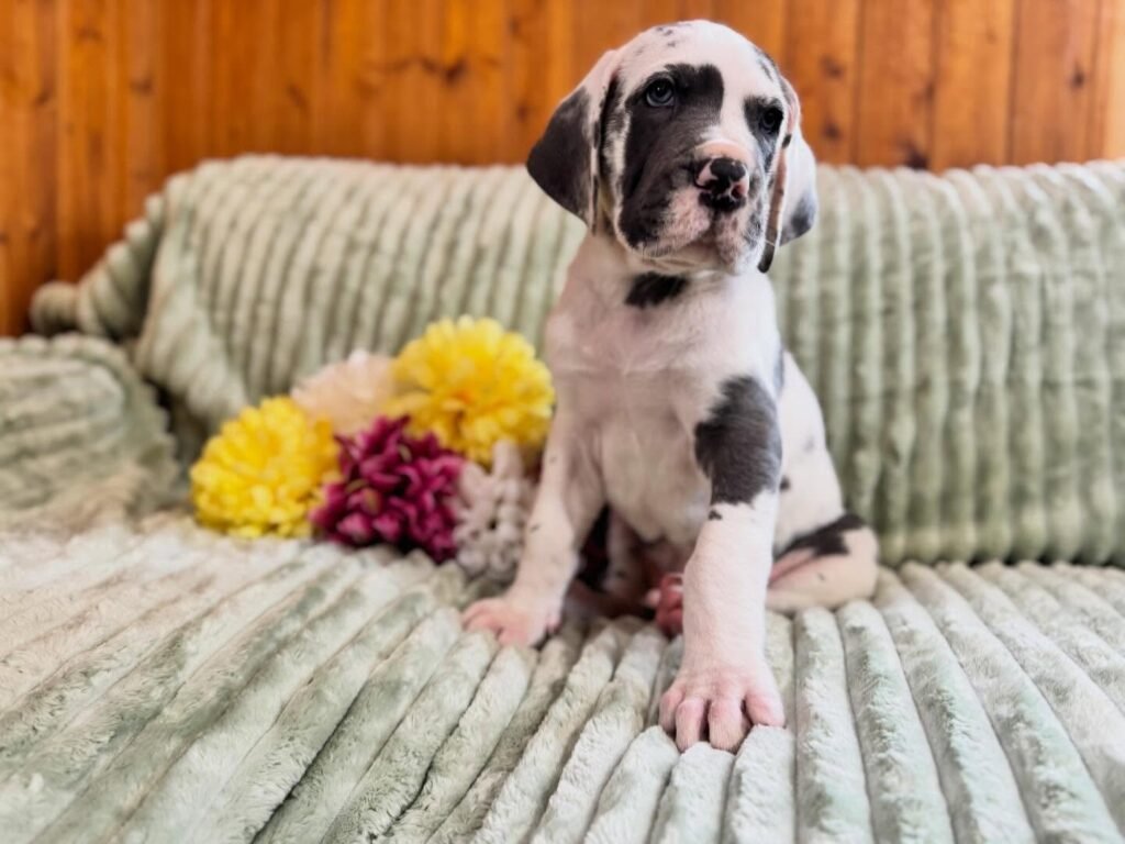 Rex the Great Dane Great Dane puppy