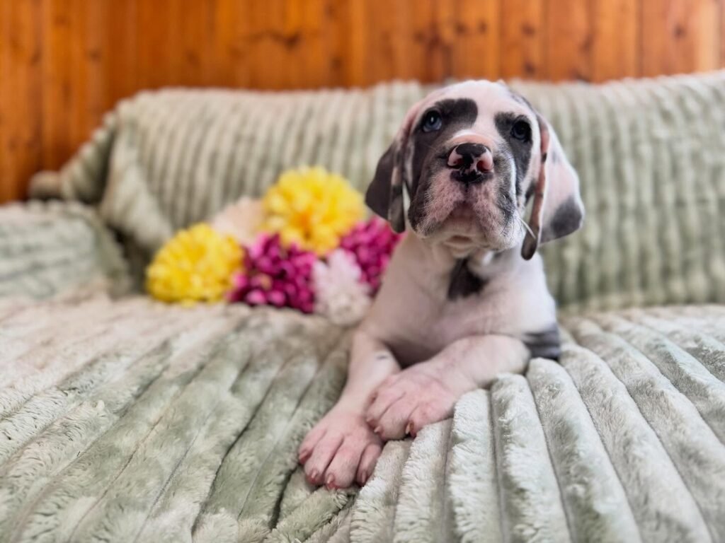 Rex the Great Dane Great Dane puppy