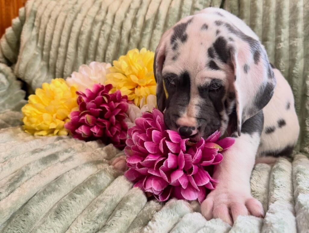 Rex the Great Dane Great Dane puppy