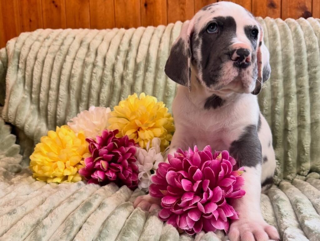 Rex the Great Dane Great Dane puppy