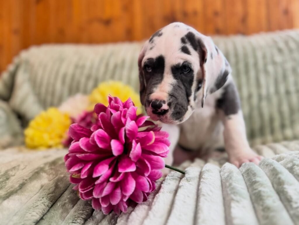 Rex the Great Dane Great Dane puppy