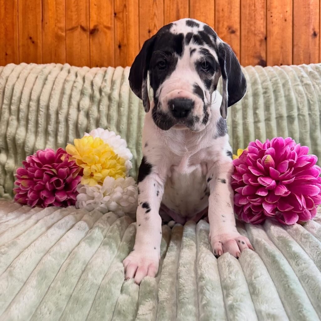 Spaghetti the Great Dane Great Dane puppy