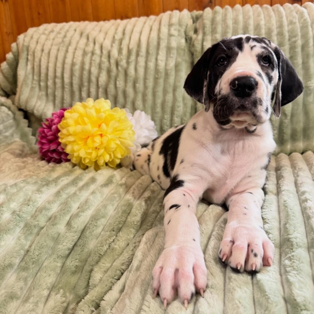 Spaghetti the Great Dane Great Dane puppy