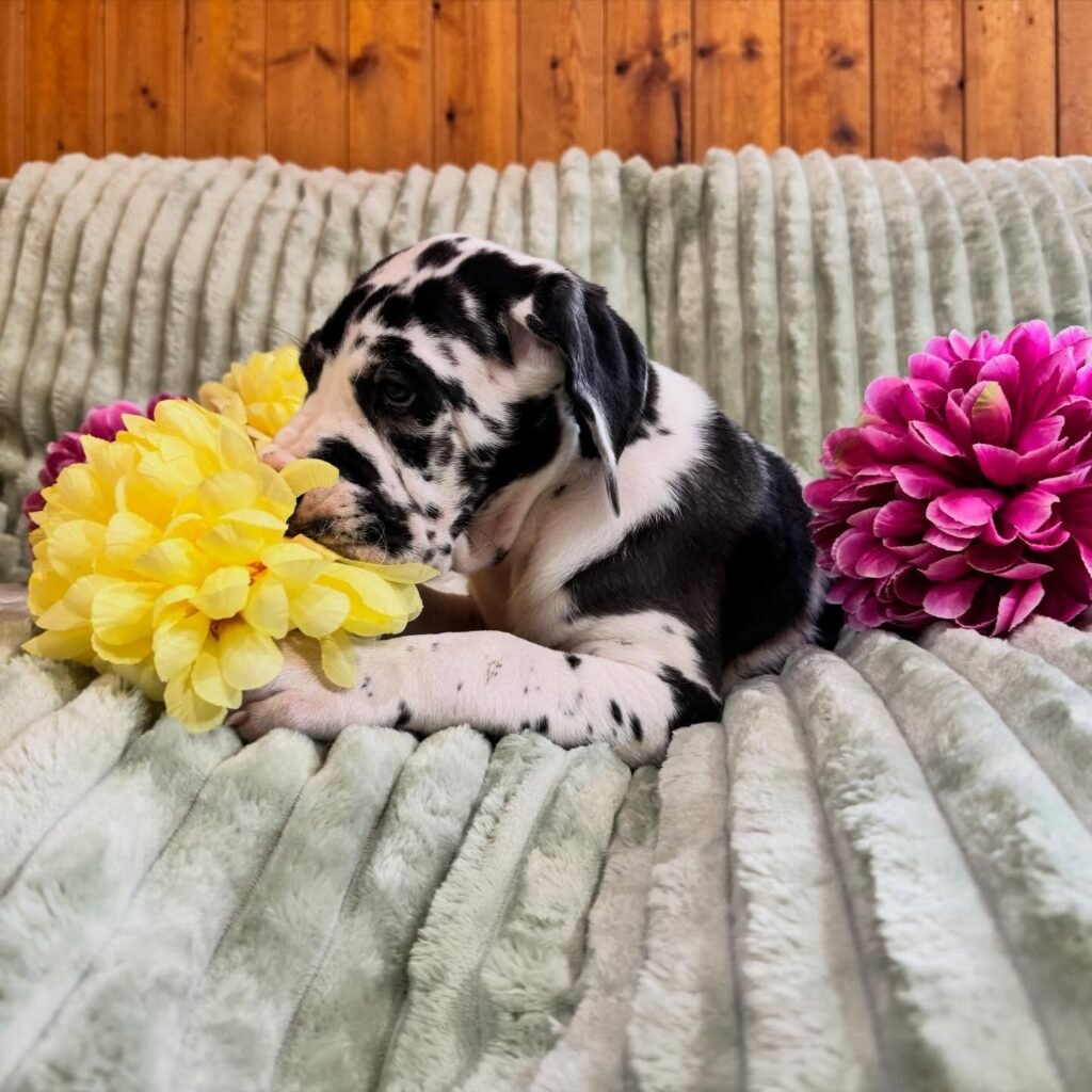 Spaghetti the Great Dane Great Dane puppy